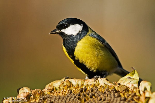 Great tit a common bird in the Netherlands, all year round