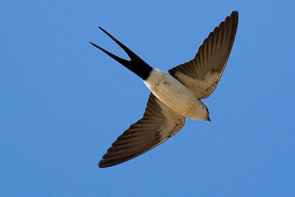 Red-rumped Swallow (Cecropis daurica) BirdID's Bird Guide - Nord University - Birdid