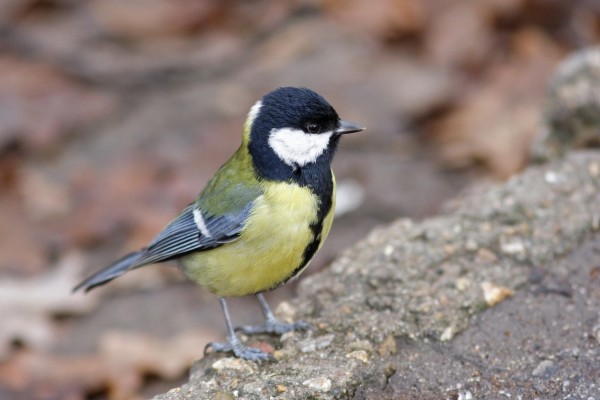 Great Tit (Parus major) - BirdID's Bird Guide - Nord University - Birdid