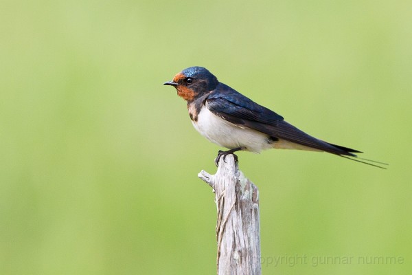 Barn Swallow (Hirundo rustica) -> Red-rumped Swallow (Hirundo rustica) - BirdID's Bird Guide - - Birdid