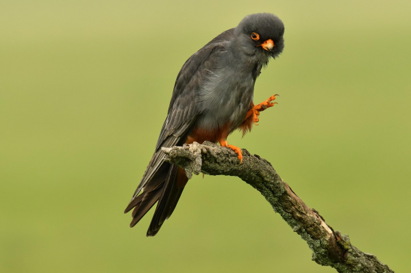 Image result for Red-footed falcon