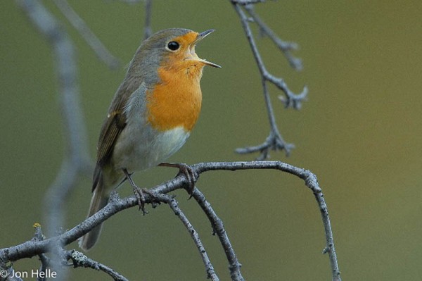 Robin (Erithacus rubecula) - BirdID's Bird Guide - Nord University - Birdid