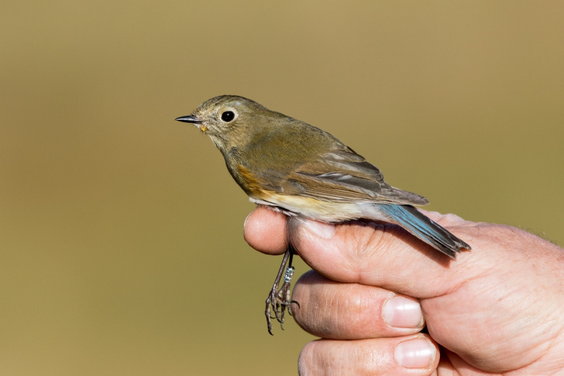 Red-flanked Bluetail population explodes in Finland - BirdGuides
