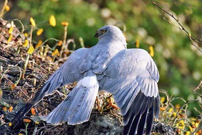 Circus cyaneus, Print, The hen harrier (Circus cyaneus) is a bird of prey.  The genus name Circus is derived from Ancient Greek kirkos, meaning  'circle', referring to a bird of prey named